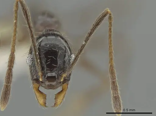 Pheidole kukrana specimen CASENT0624444 image casent0624444_2