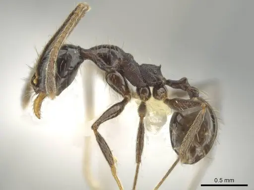 Pheidole kukrana specimen CASENT0624444 image casent0624444_3
