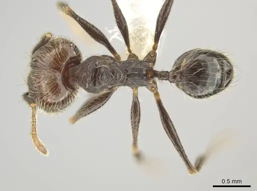 Pheidole kukrana specimen CASENT0624445 image casent0624445_1