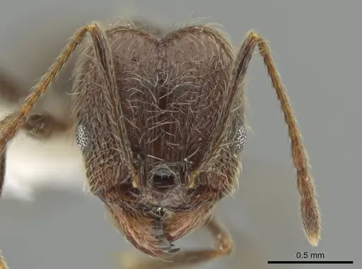 Pheidole kukrana specimen CASENT0624445 image casent0624445_2
