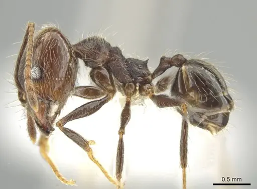 Pheidole kukrana specimen CASENT0624445 image casent0624445_3