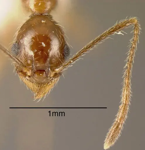 Pheidole kukrana specimen INBIOCRI002279462 image inbiocri002279462_1