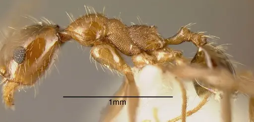 Pheidole kukrana specimen INBIOCRI002279462 image inbiocri002279462_2