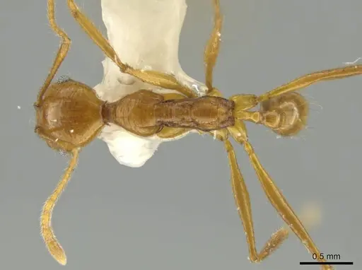 Pheidole laelaps specimen CASENT0645810 image casent0645810_1