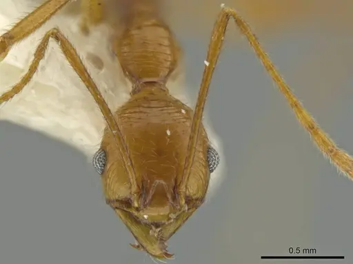 Pheidole laelaps specimen CASENT0645810 image casent0645810_2