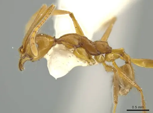 Pheidole laelaps specimen CASENT0645810 image casent0645810_3