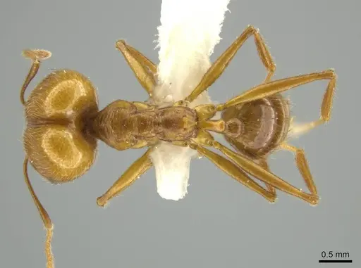 Pheidole laelaps specimen JTLC000016423 image jtlc000016423_1