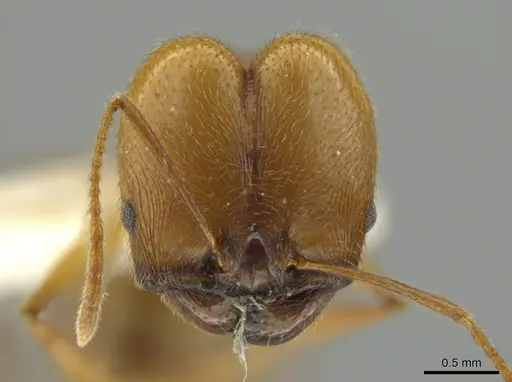 Pheidole laelaps specimen JTLC000016423 image jtlc000016423_2