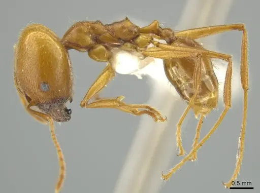 Pheidole laelaps specimen JTLC000016423 image jtlc000016423_3