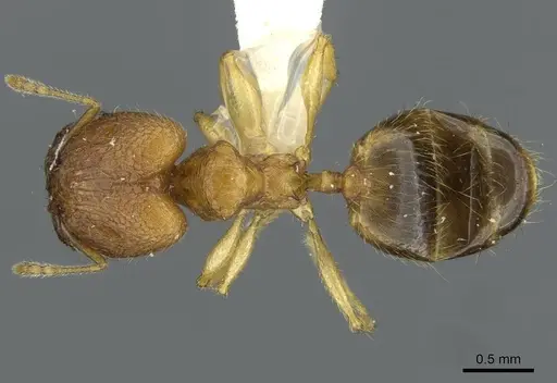 Pheidole laevicolor specimen CASENT0911216 image casent0911216_1