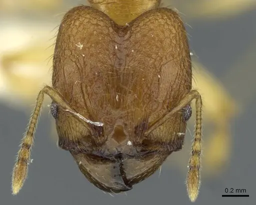 Pheidole laevicolor specimen CASENT0911216 image casent0911216_2