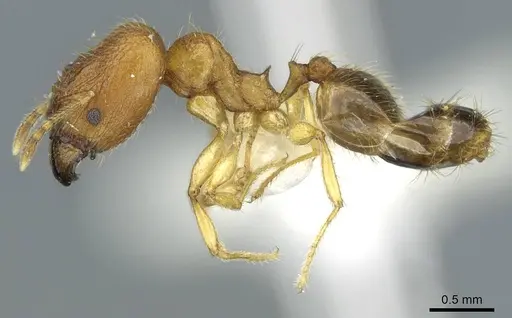 Pheidole laevicolor specimen CASENT0911216 image casent0911216_3