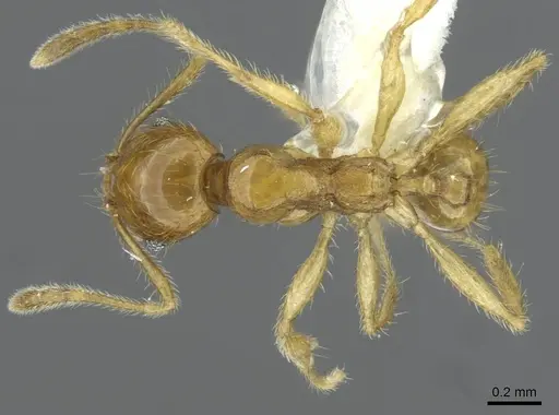 Pheidole laevicolor specimen CASENT0911217 image casent0911217_1