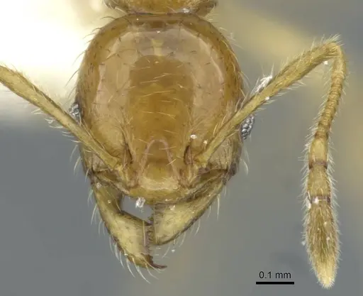 Pheidole laevicolor specimen CASENT0911217 image casent0911217_2