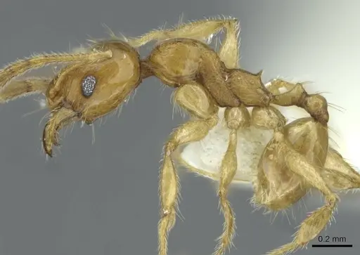 Pheidole laevicolor specimen CASENT0911217 image casent0911217_3