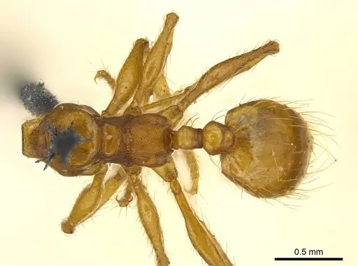Pheidole laevifrons specimen CASENT0916062 image casent0916062_1