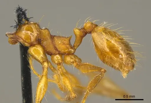 Pheidole laevifrons specimen CASENT0916062 image casent0916062_2
