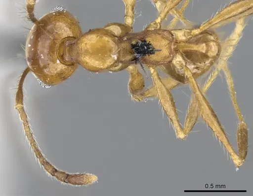 Pheidole laevifrons specimen CASENT0919782 image casent0919782_1