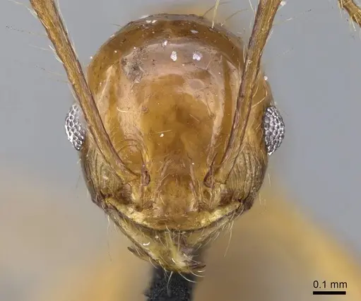 Pheidole laevifrons specimen CASENT0919782 image casent0919782_2