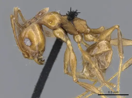 Pheidole laevifrons specimen CASENT0919782 image casent0919782_3