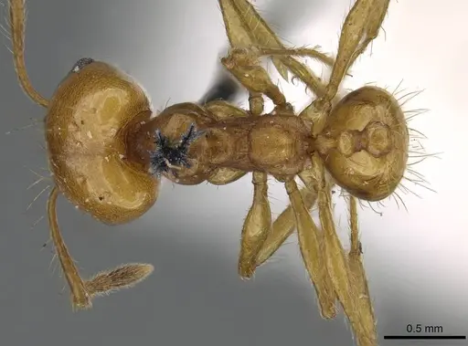 Pheidole laevifrons specimen CASENT0919783 image casent0919783_1