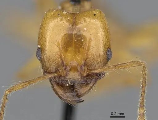 Pheidole laevifrons specimen CASENT0919783 image casent0919783_2