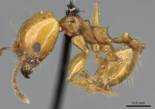 Pheidole laevifrons specimen CASENT0919783 image casent0919783_3