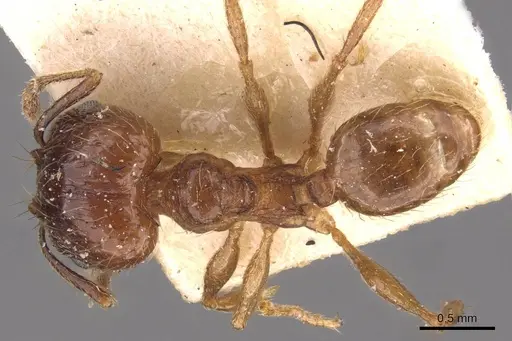 Pheidole laevinota specimen CASENT0908204 image casent0908204_1