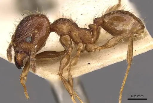 Pheidole laevinota specimen CASENT0908204 image casent0908204_3