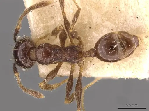 Pheidole laevinota specimen CASENT0908205 image casent0908205_1