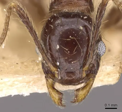 Pheidole laevinota specimen CASENT0908205 image casent0908205_2