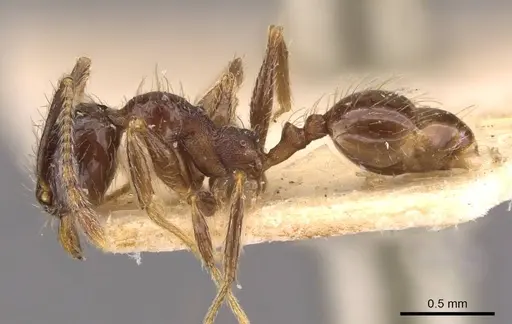 Pheidole laevinota specimen CASENT0908205 image casent0908205_3