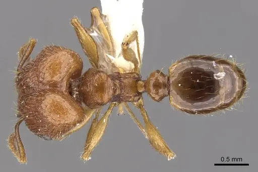 Pheidole laevithorax specimen CASENT0905869 image casent0905869_1