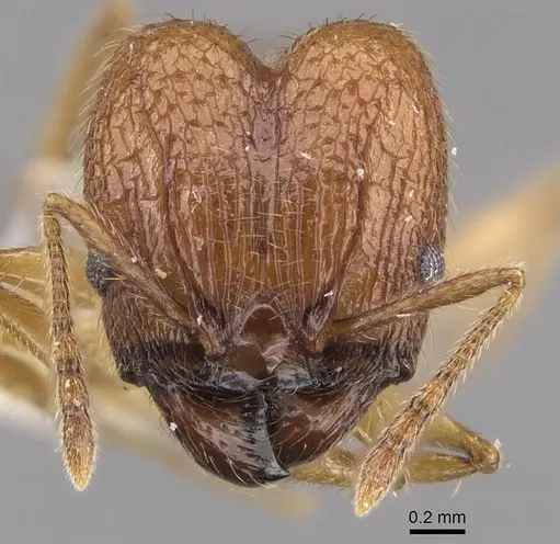 Pheidole laevithorax specimen CASENT0905869 image casent0905869_2