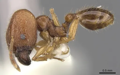 Pheidole laevithorax specimen CASENT0905869 image casent0905869_3