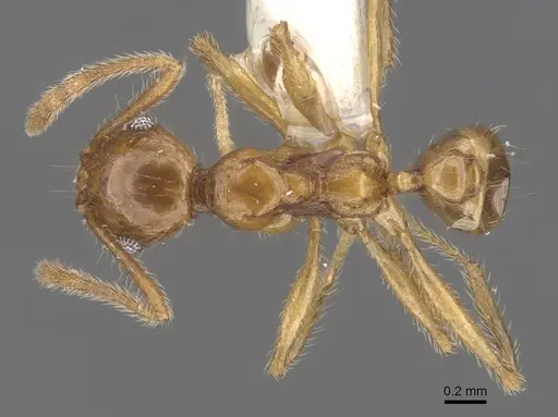 Pheidole laevithorax specimen CASENT0905870 image casent0905870_1
