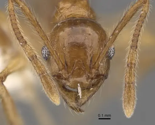Pheidole laevithorax specimen CASENT0905870 image casent0905870_2