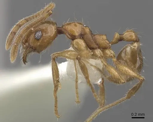 Pheidole laevithorax specimen CASENT0905870 image casent0905870_3