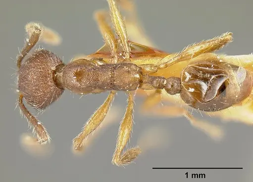 Pheidole laeviventris specimen CASENT0601248 image casent0601248_1