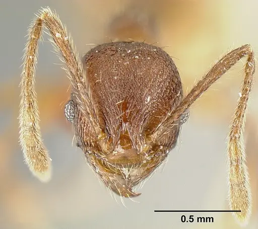 Pheidole laeviventris specimen CASENT0601248 image casent0601248_2