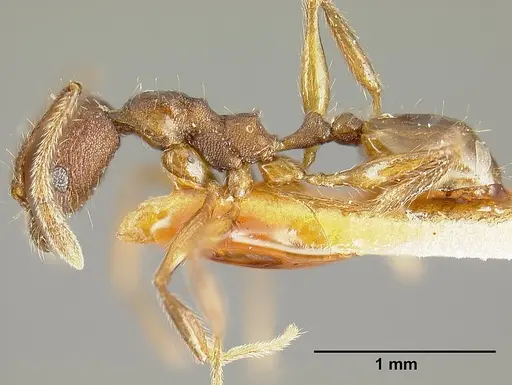 Pheidole laeviventris specimen CASENT0601248 image casent0601248_3