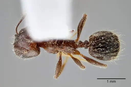 Pheidole laevivertex specimen CASENT0649599 image casent0649599_1