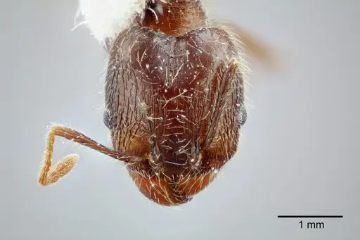 Pheidole laevivertex specimen CASENT0649599 image casent0649599_2