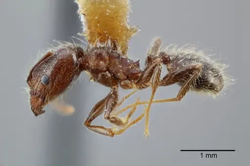 Pheidole laevivertex specimen CASENT0649599 image casent0649599_3