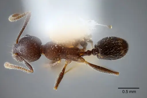 Pheidole laevivertex specimen CASENT0649600 image casent0649600_1