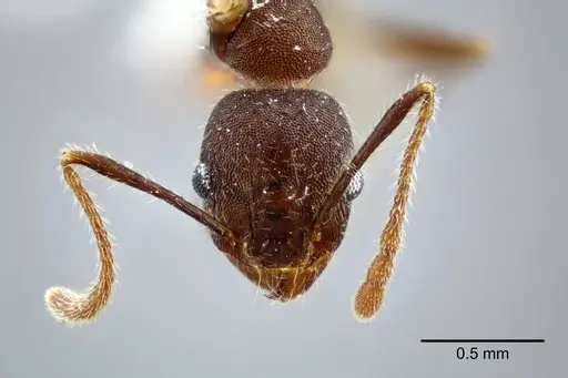 Pheidole laevivertex specimen CASENT0649600 image casent0649600_2