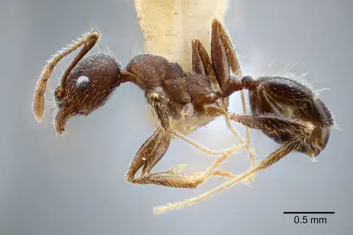 Pheidole laevivertex specimen CASENT0649600 image casent0649600_3