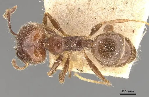 Pheidole laevivertex specimen CASENT0908226 image casent0908226_1
