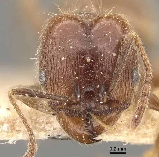 Pheidole laevivertex specimen CASENT0908226 image casent0908226_2