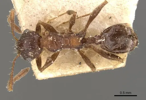 Pheidole laevivertex specimen CASENT0908227 image casent0908227_1